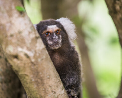 1ª EDIÇÃO - FESTIVAL INDÍGENA UNIÃO DOS POVOS