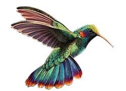 Instituto Cura Mãe Terra